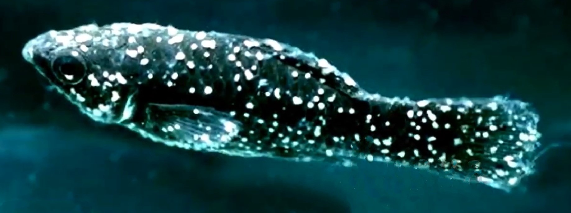 Contagious diseases of fish