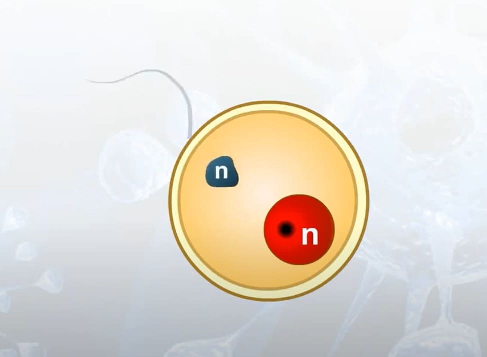 Ontogeny