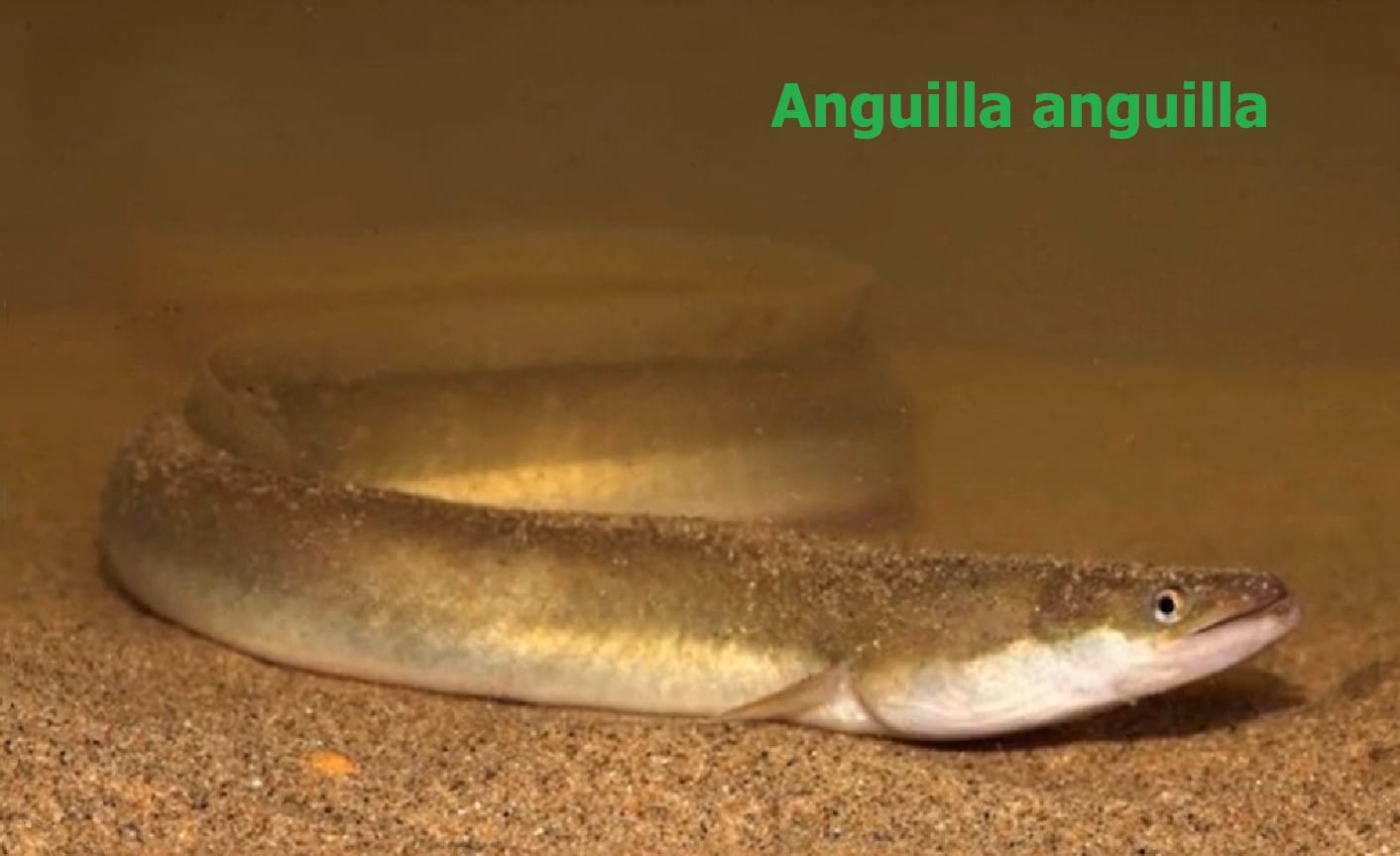 Open-bellied fishes