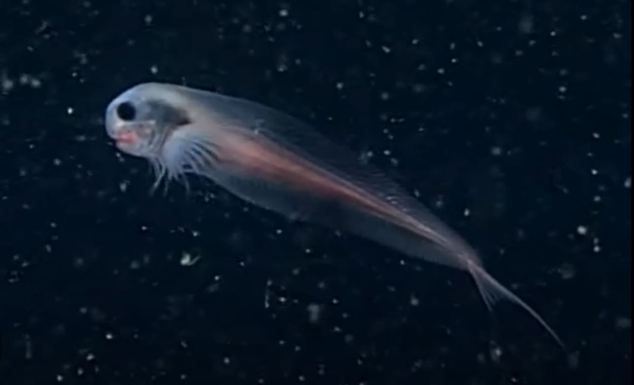 Ophidiiformes