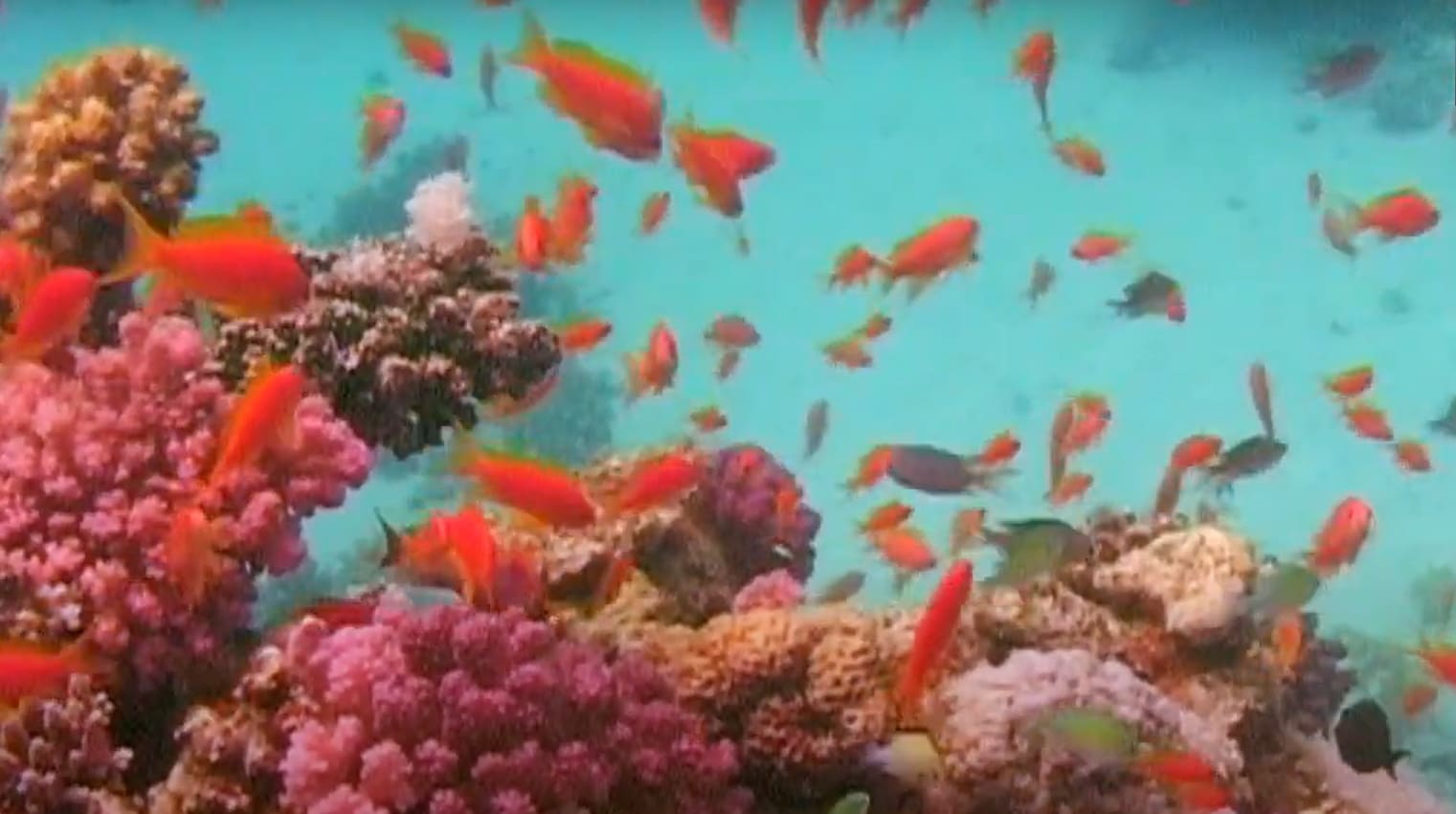 Coral fish