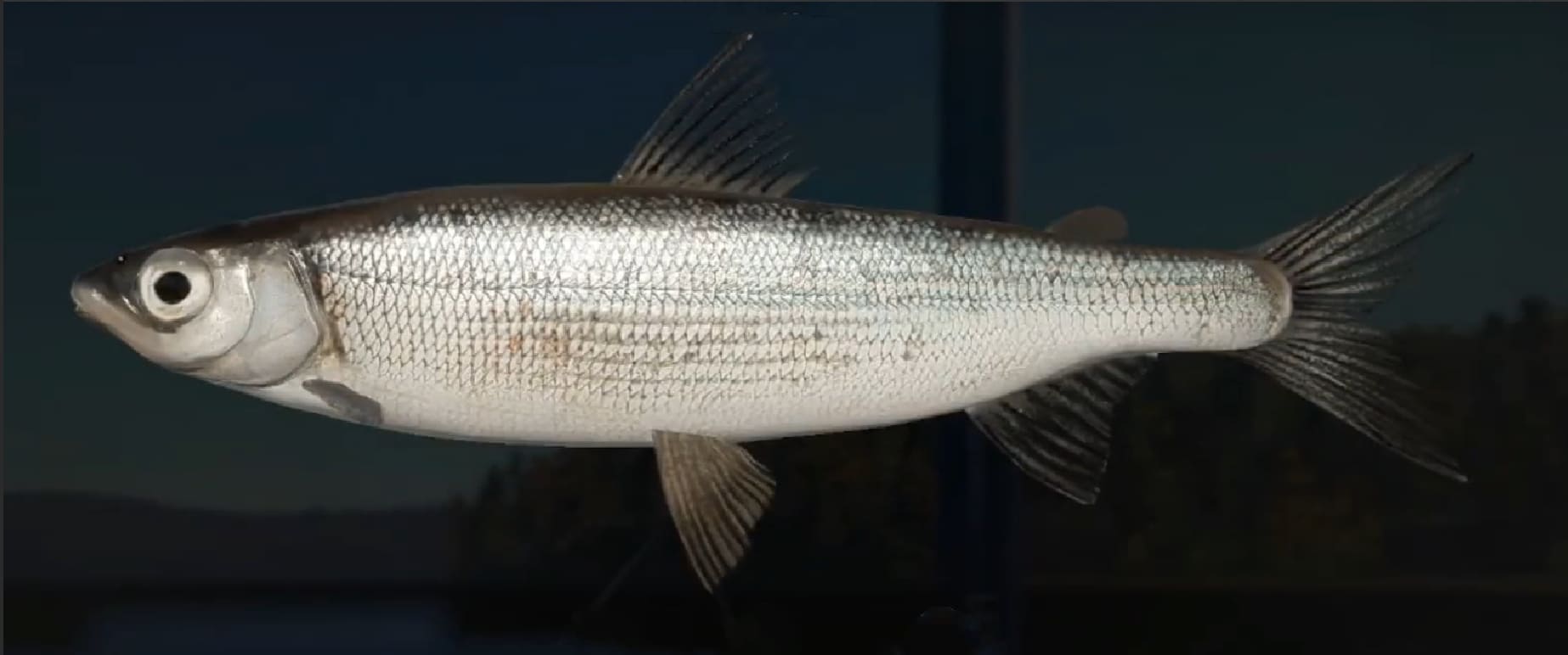 Coregonus tugun