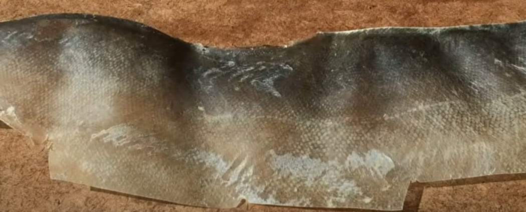 Corium
