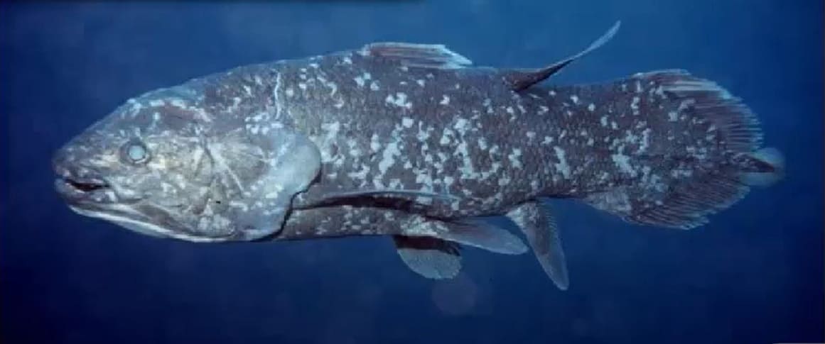 Cosmoid scale