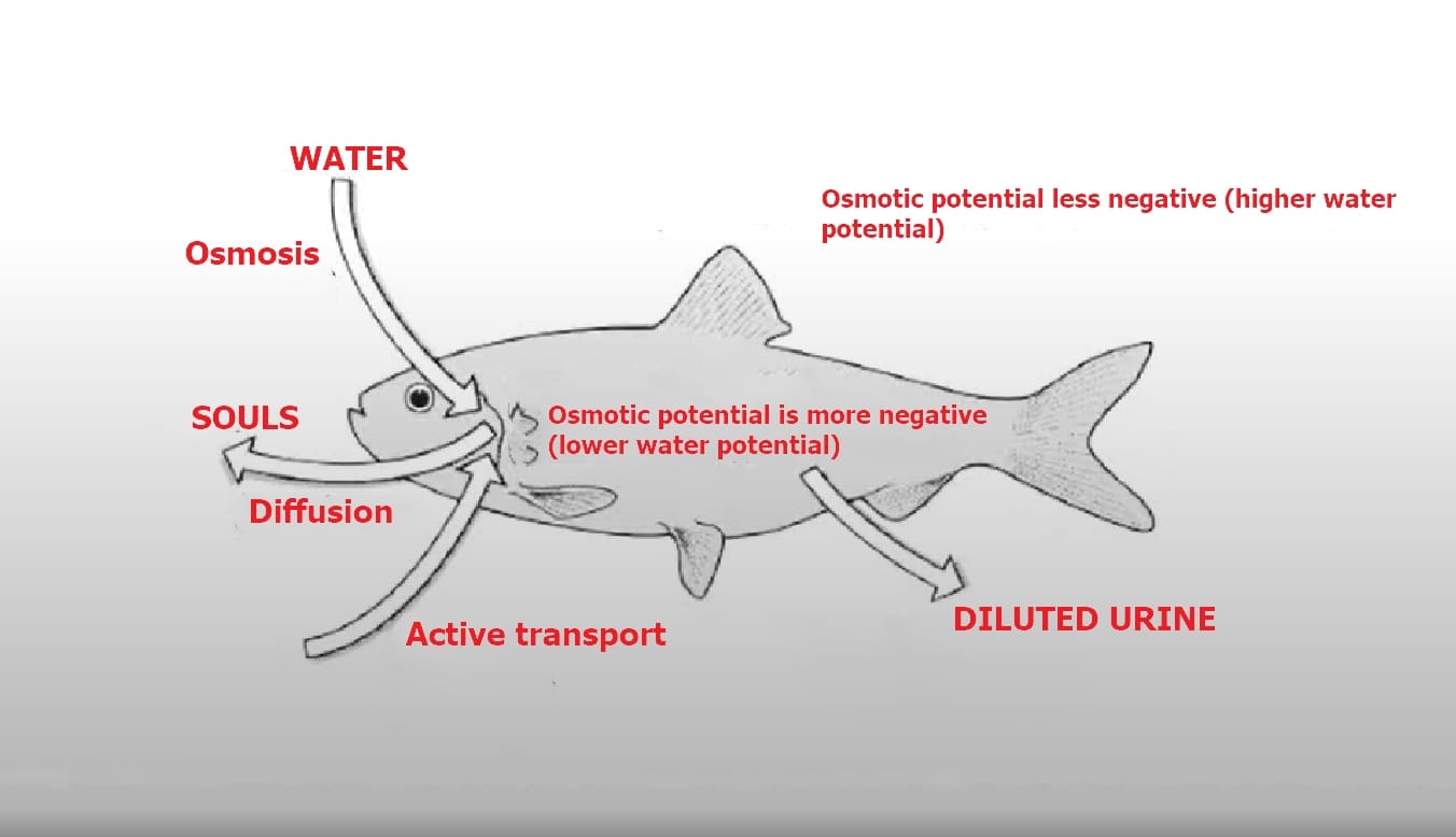 Osmoregulation