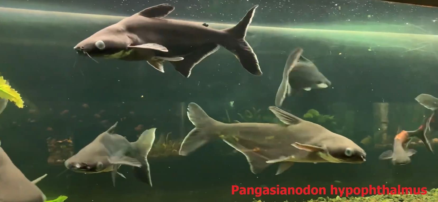 Osteichthyes