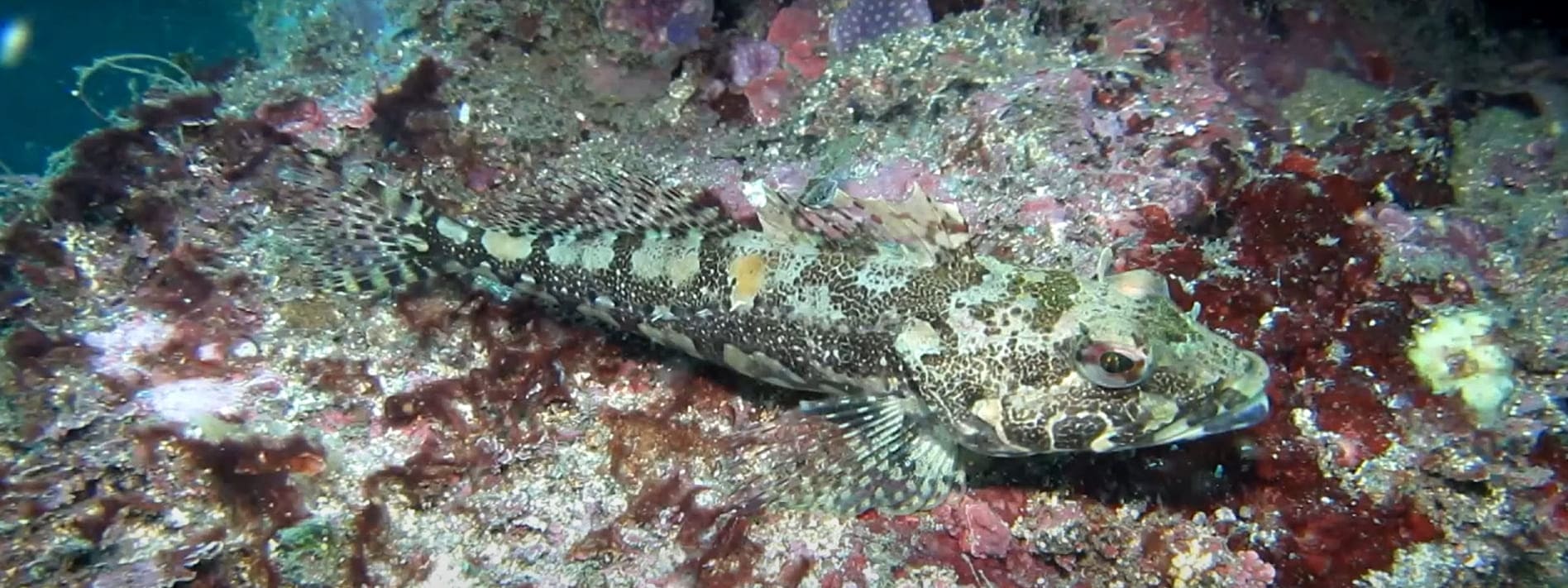 Cottidae
