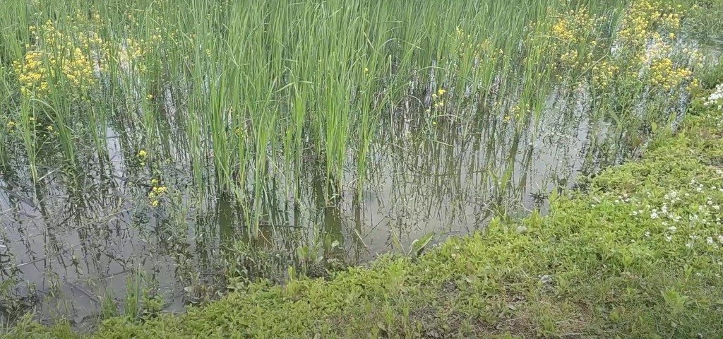 Overgrowth