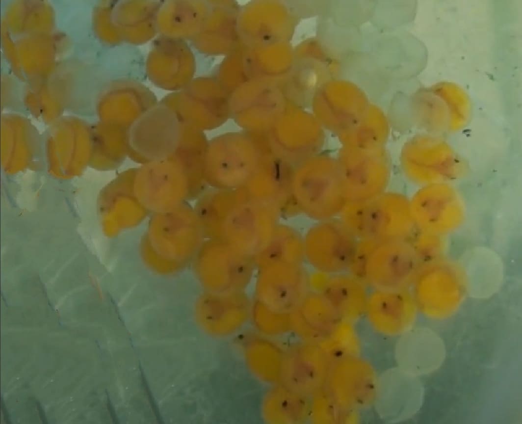 Overripe caviar
