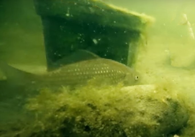 Overwintering of fish