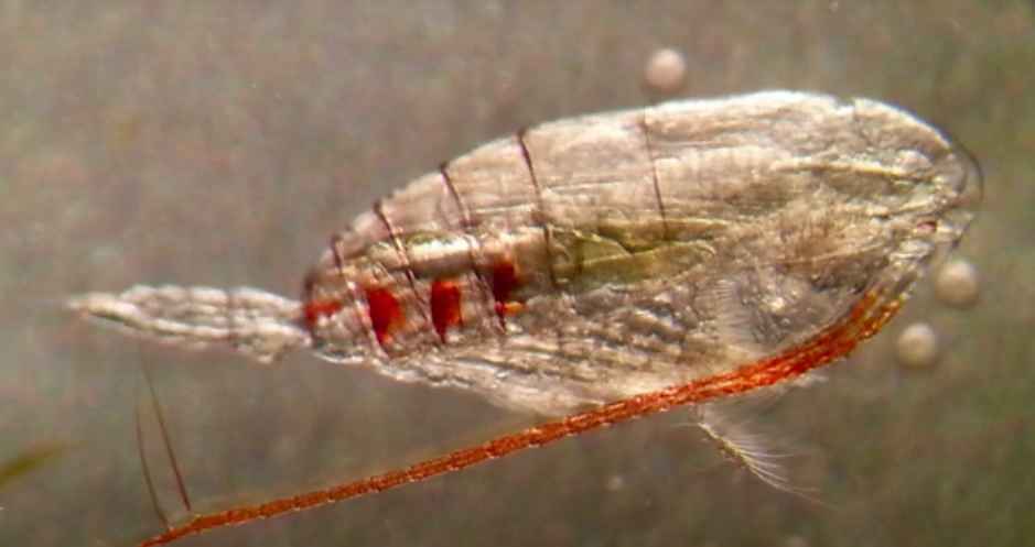 Copepoda