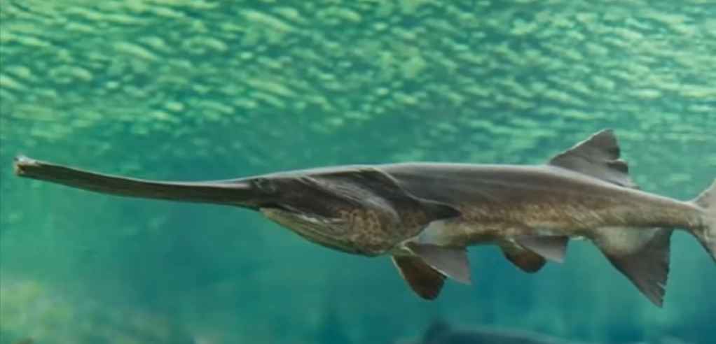 Paddlefish (Polyodontidae)
