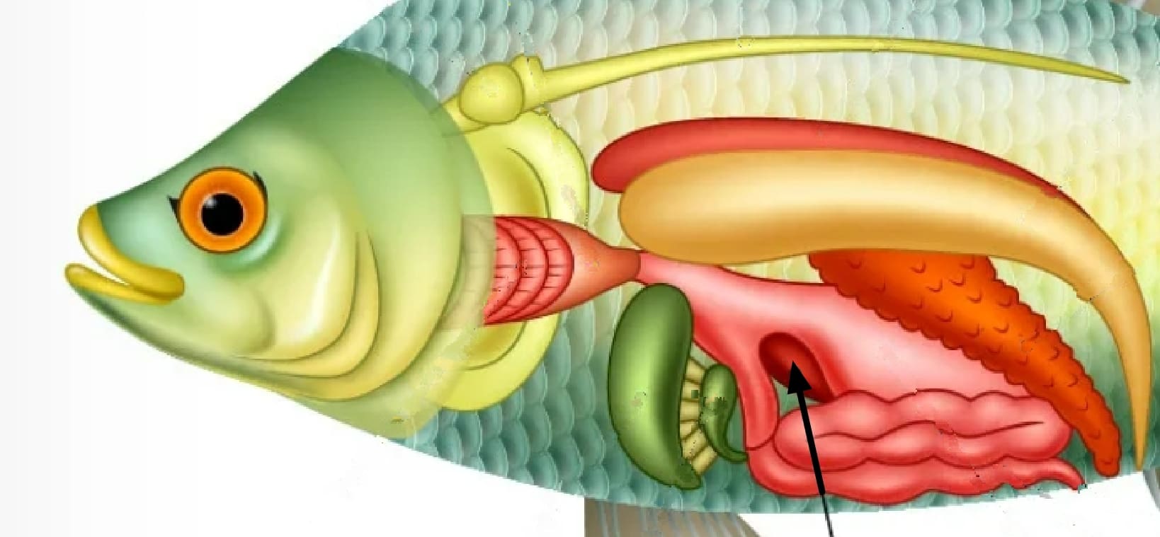 Pancreas