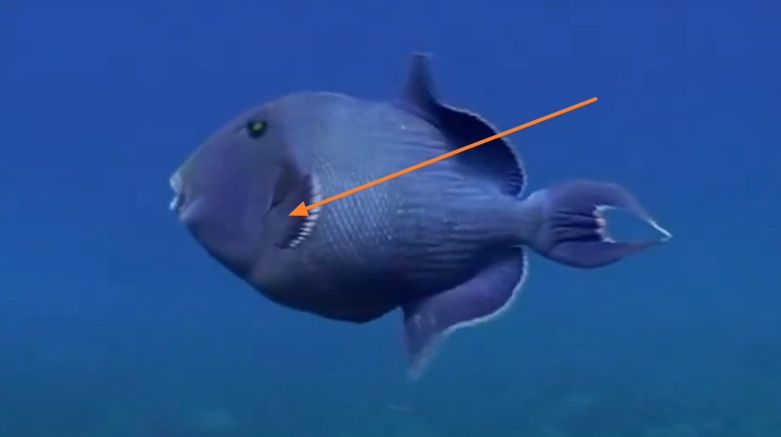 Pectoral fins