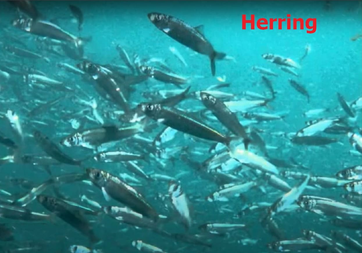 Pelagic fishes