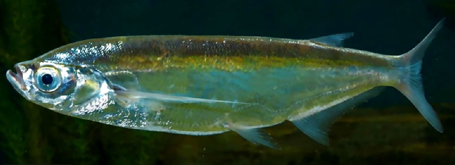 Pelecus cultratus