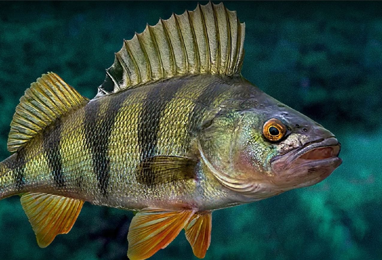 Percidae