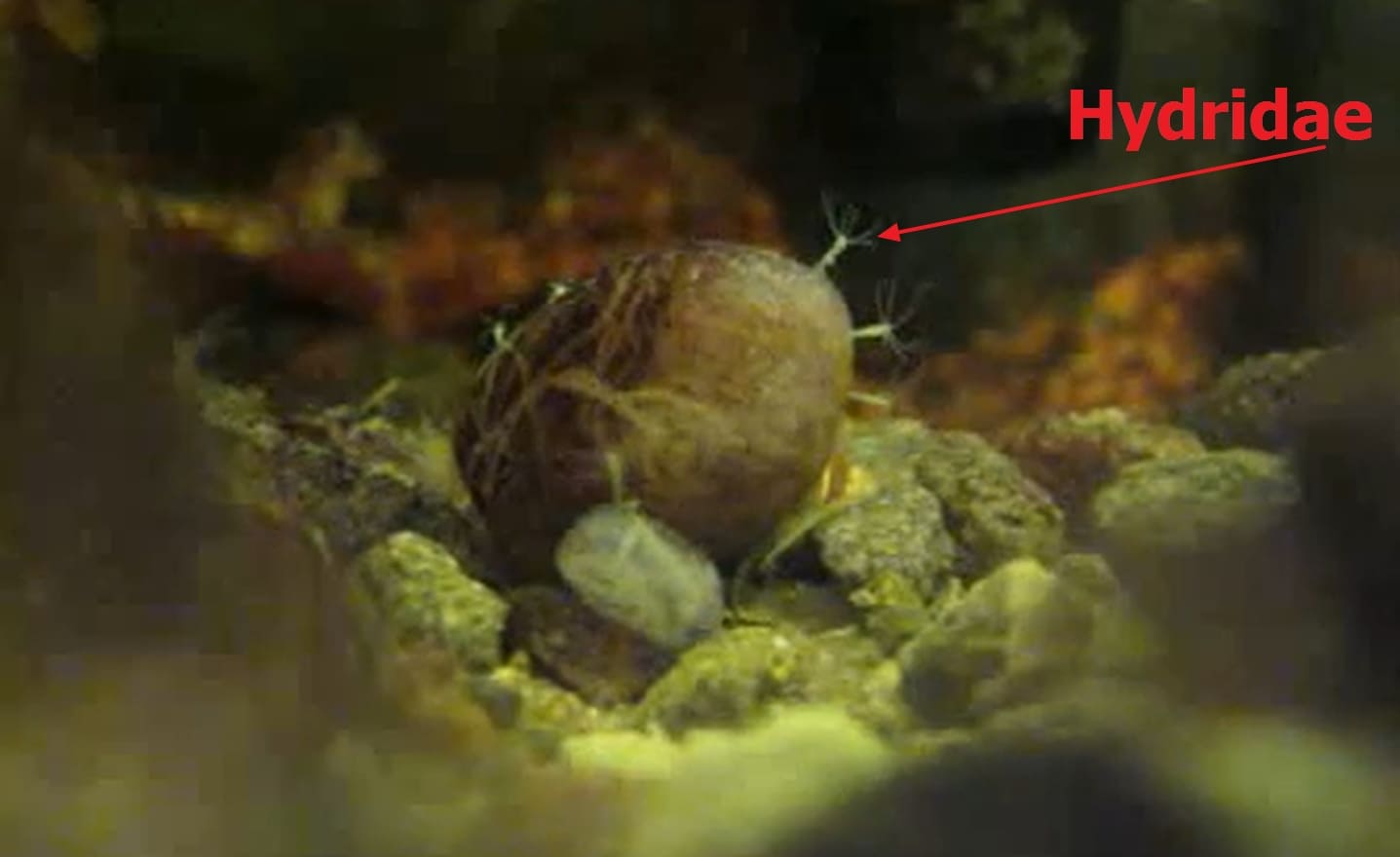 Periphyton