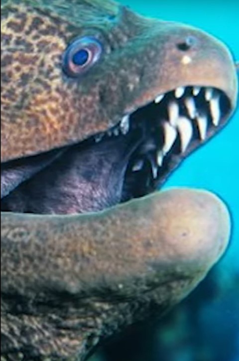 Pharyngeal teeth