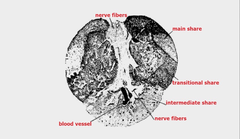 Pituitary gland