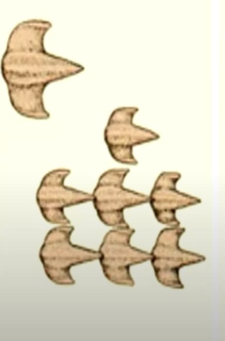 Placoid scales