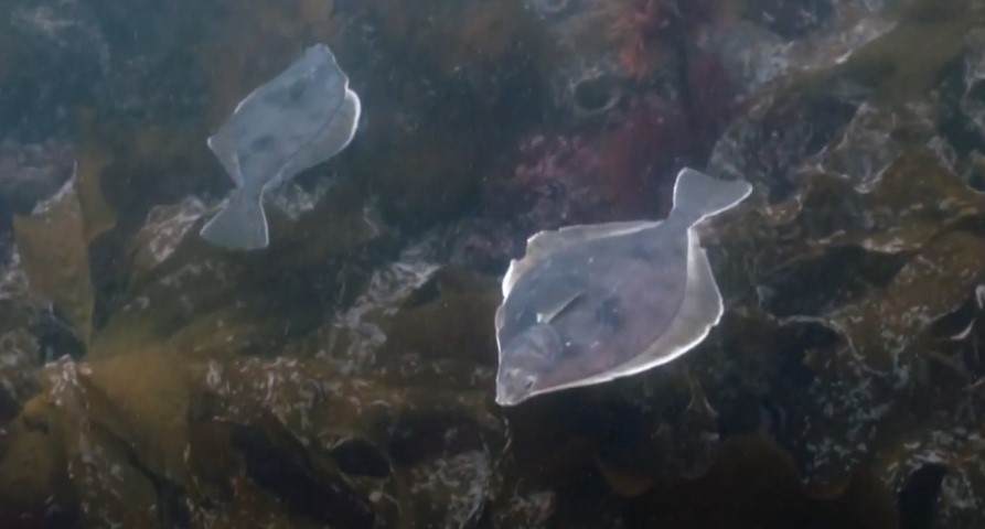Pleuronectidae