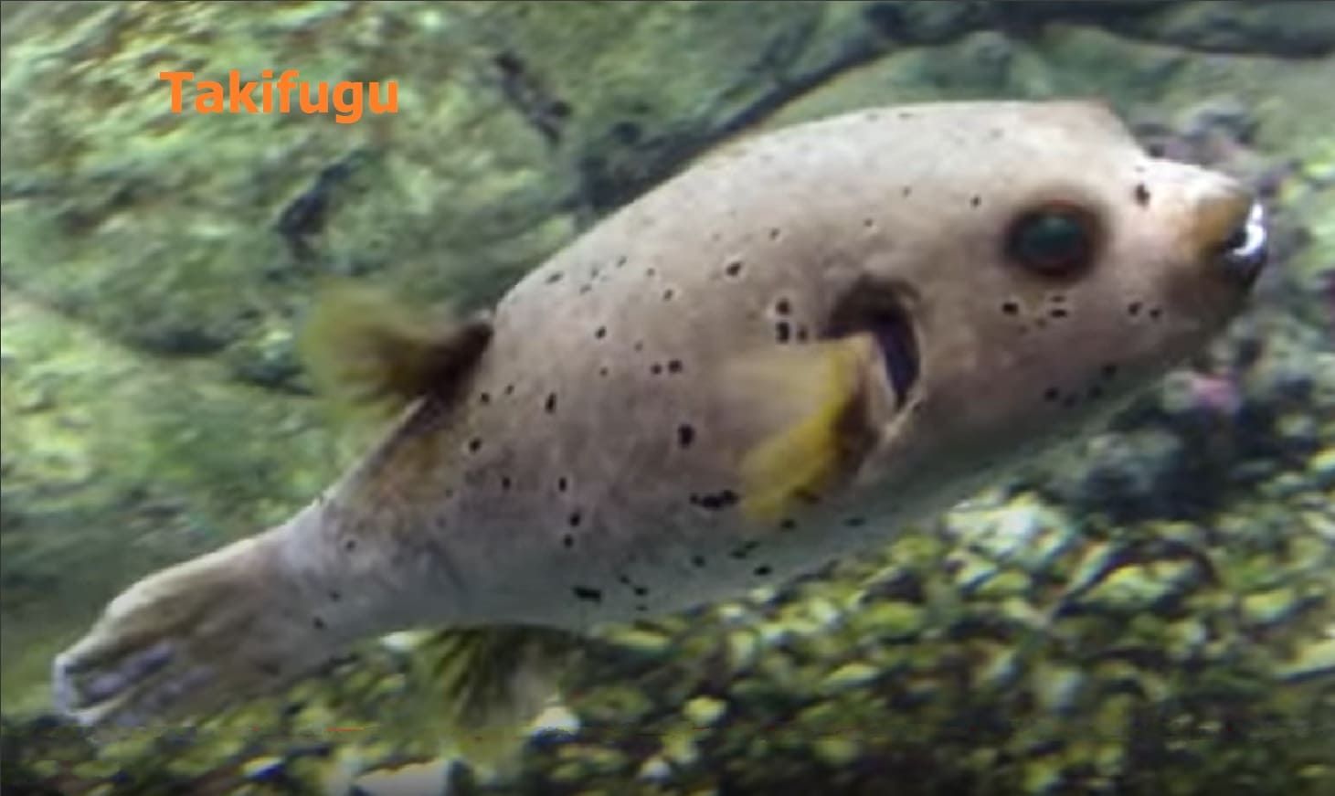 Poisonous fish