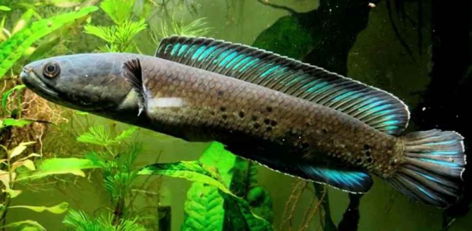 Polytypic species