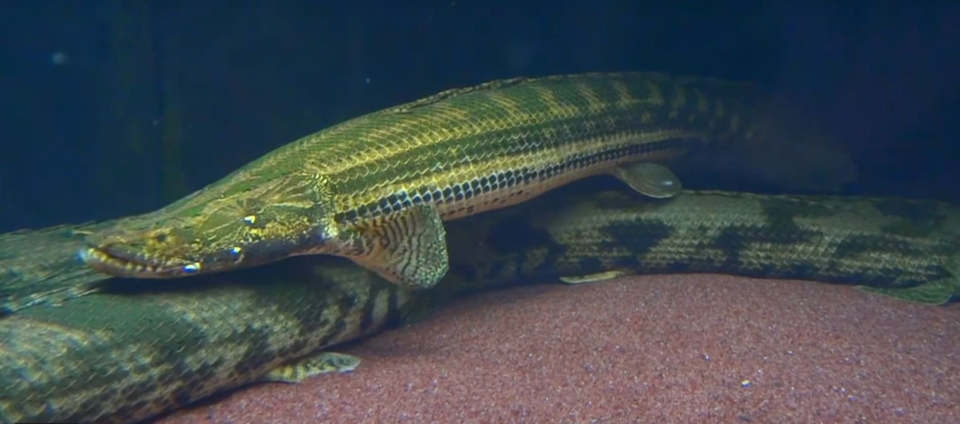 Polypteridae