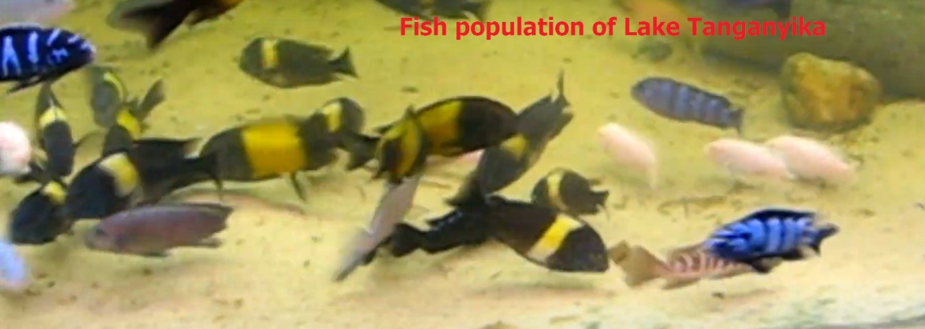Population dynamics