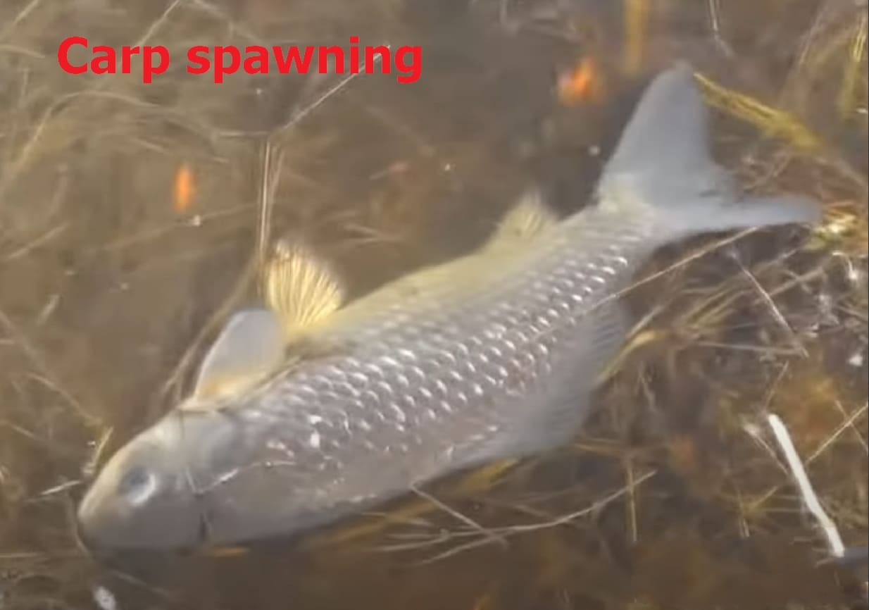 Porcine spawning
