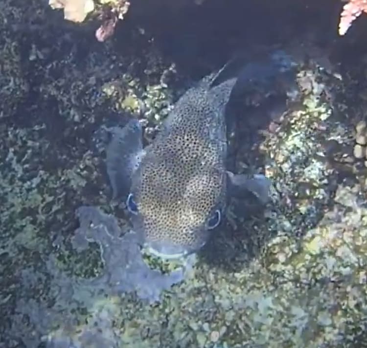 Porcupinefish