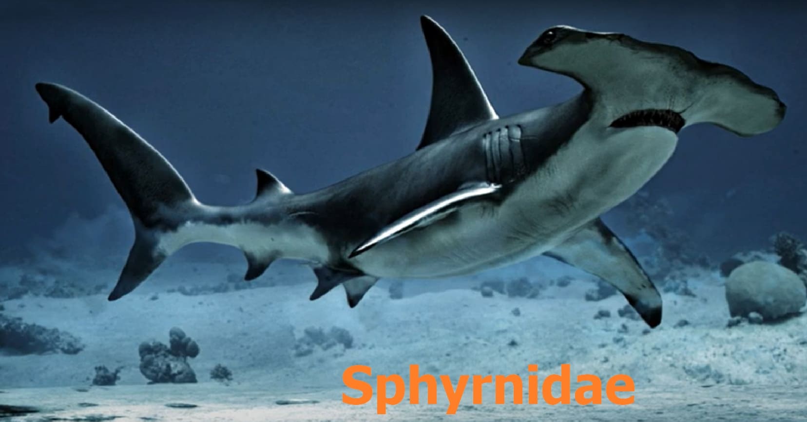 Predatory fish