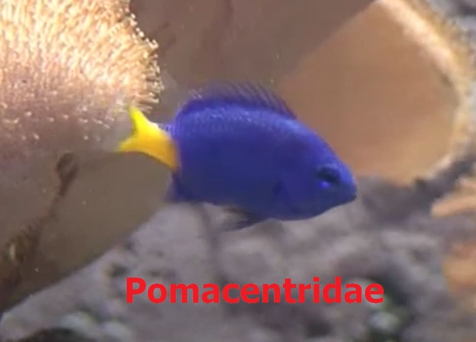Protandry