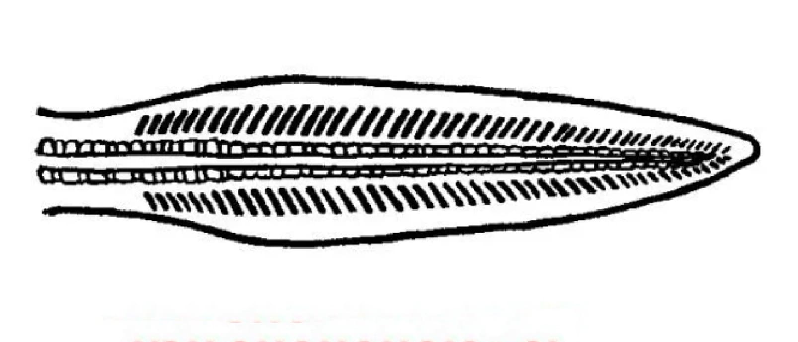 Protocercal caudal fin