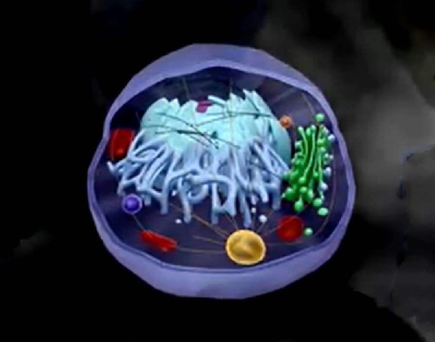 Protozoa