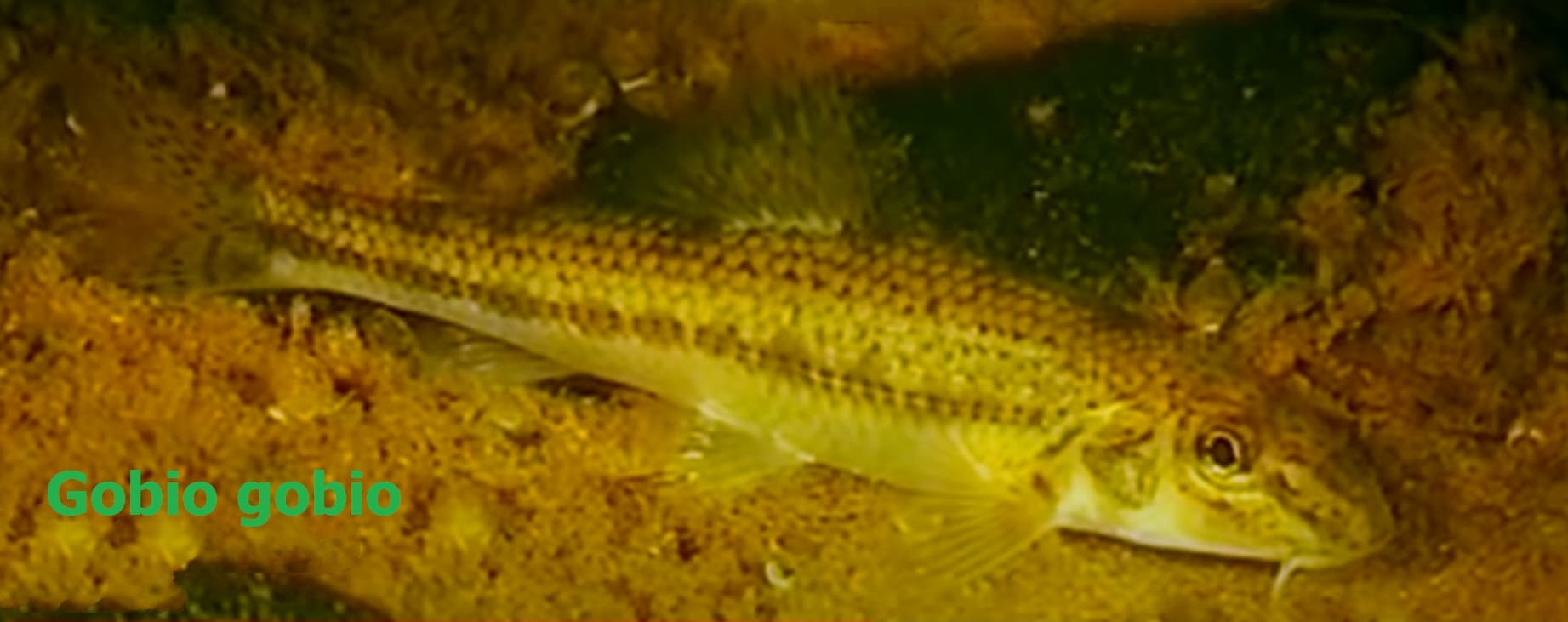 Psammophiles