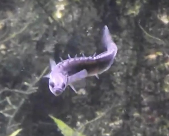 Pungitius pungitius