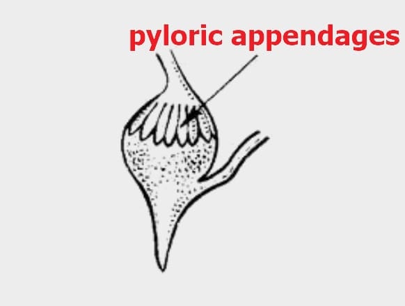 Pyloric appendages