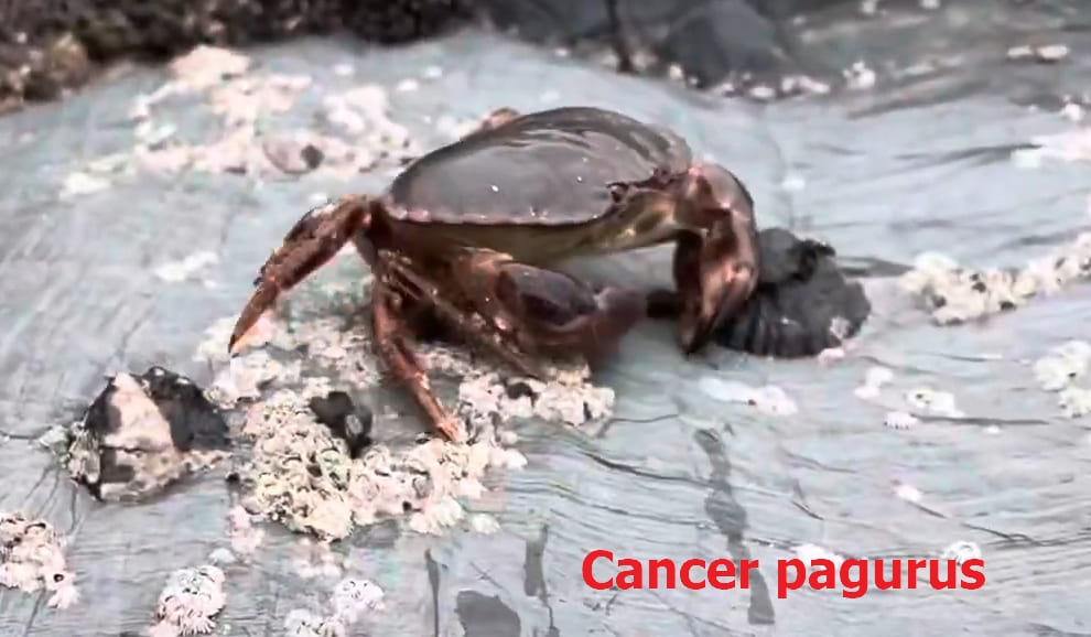 Crabs