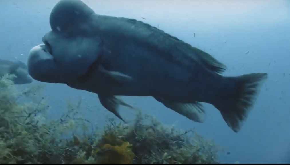 Rare species