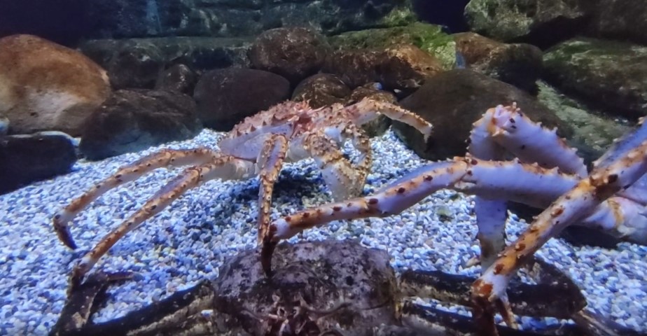 Red king crab