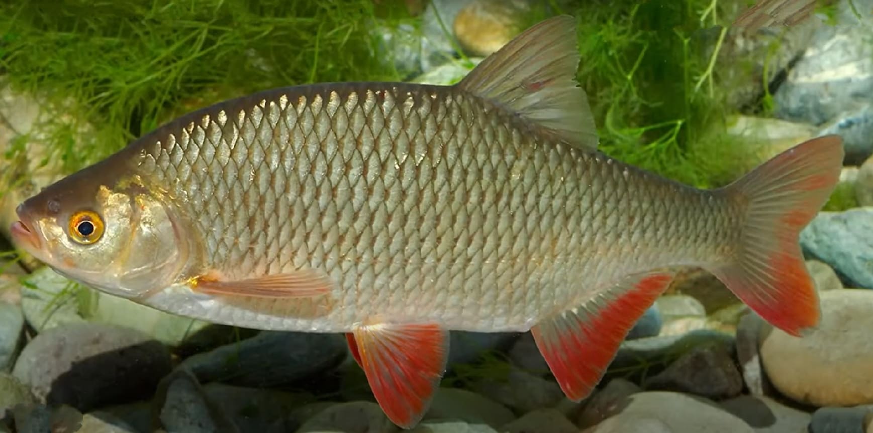 Redfin