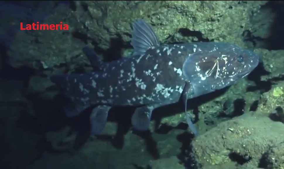 Relict species (relicts)