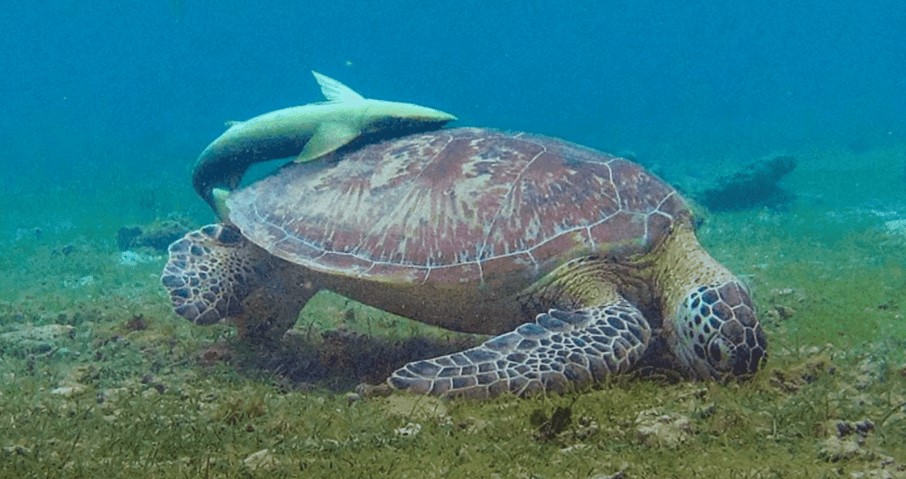 Remora