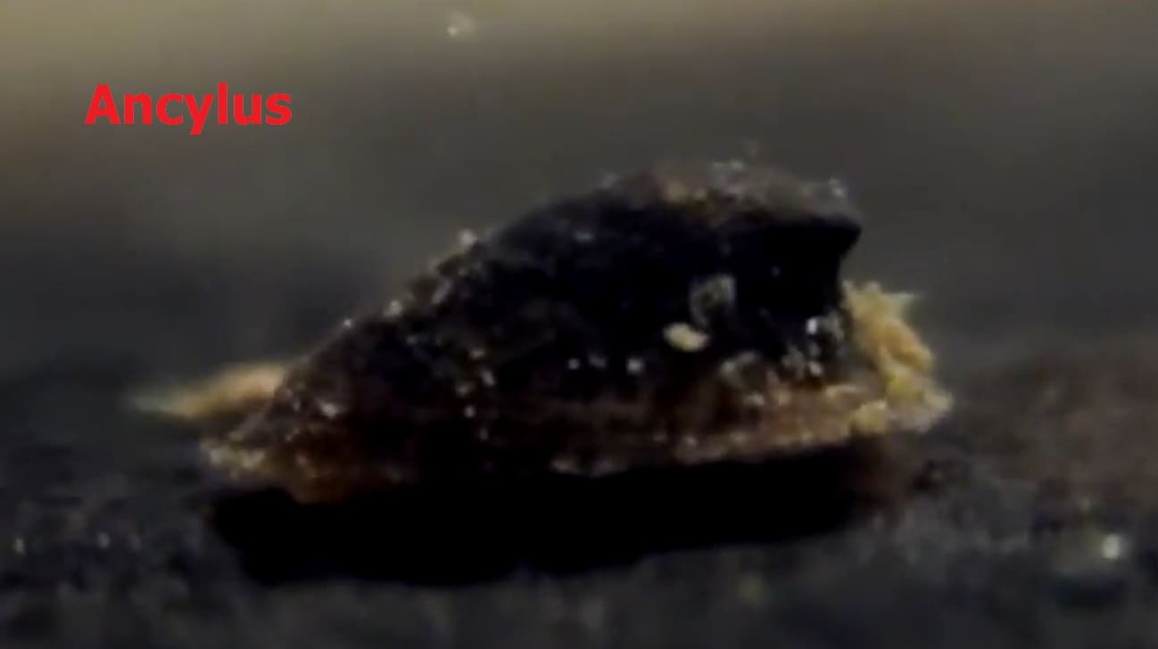 Rheophilic organisms