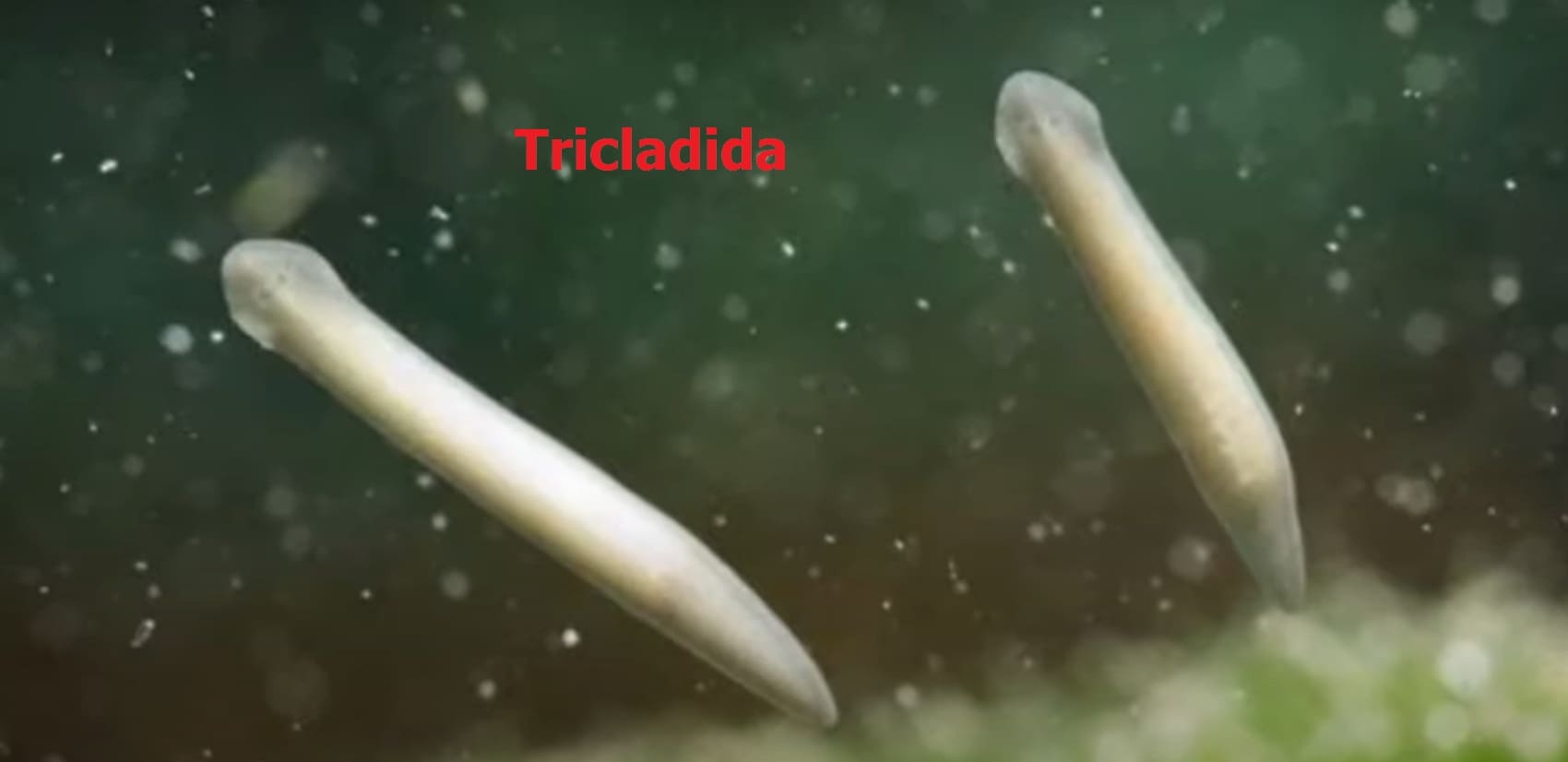 Rheotaxis