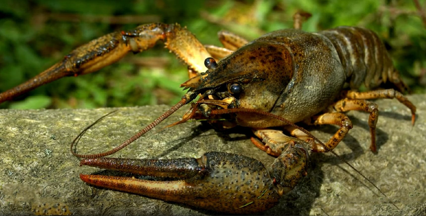 River crayfish