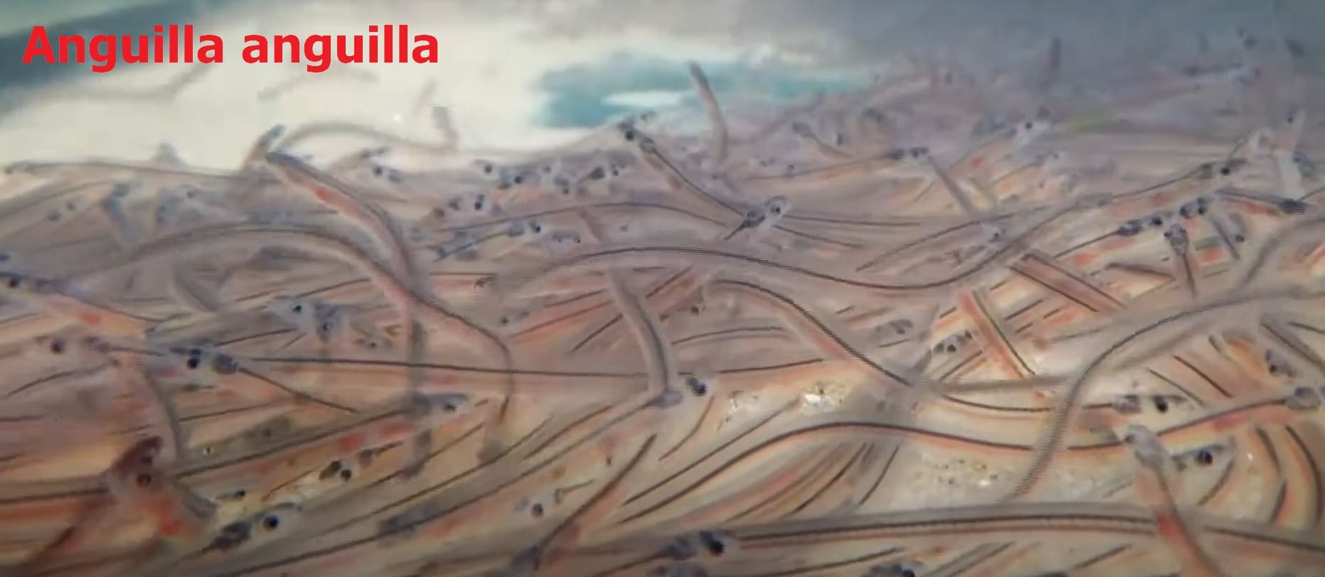 River eels