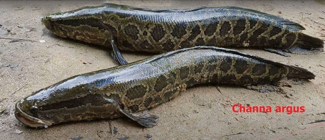 River fish